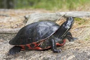 Northern red-bellied cooter