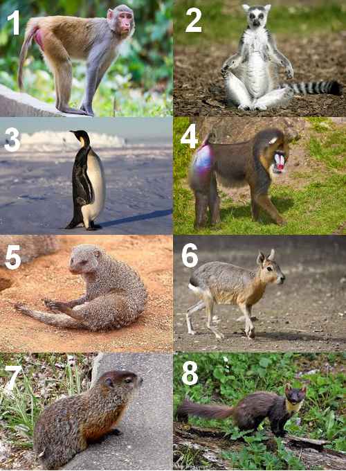 animaux en m, macaque,maki,mancho,mandrille,mangouste,mara,marmotte,martre