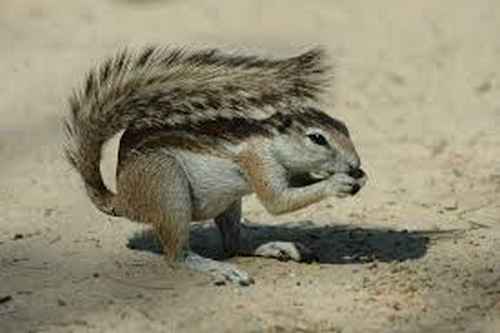 animal xerus, small rodent with a long tail living in the desert